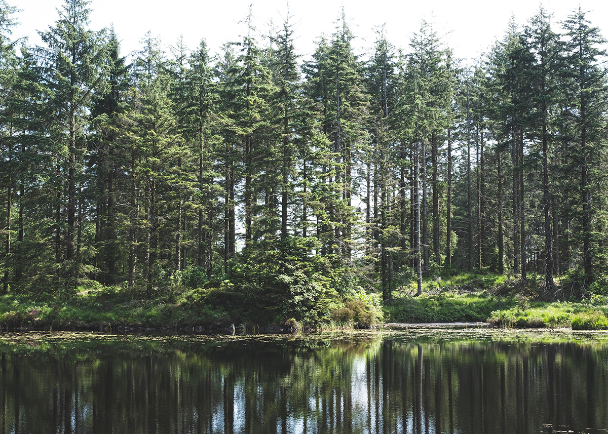 Grizedale Gravel Loop